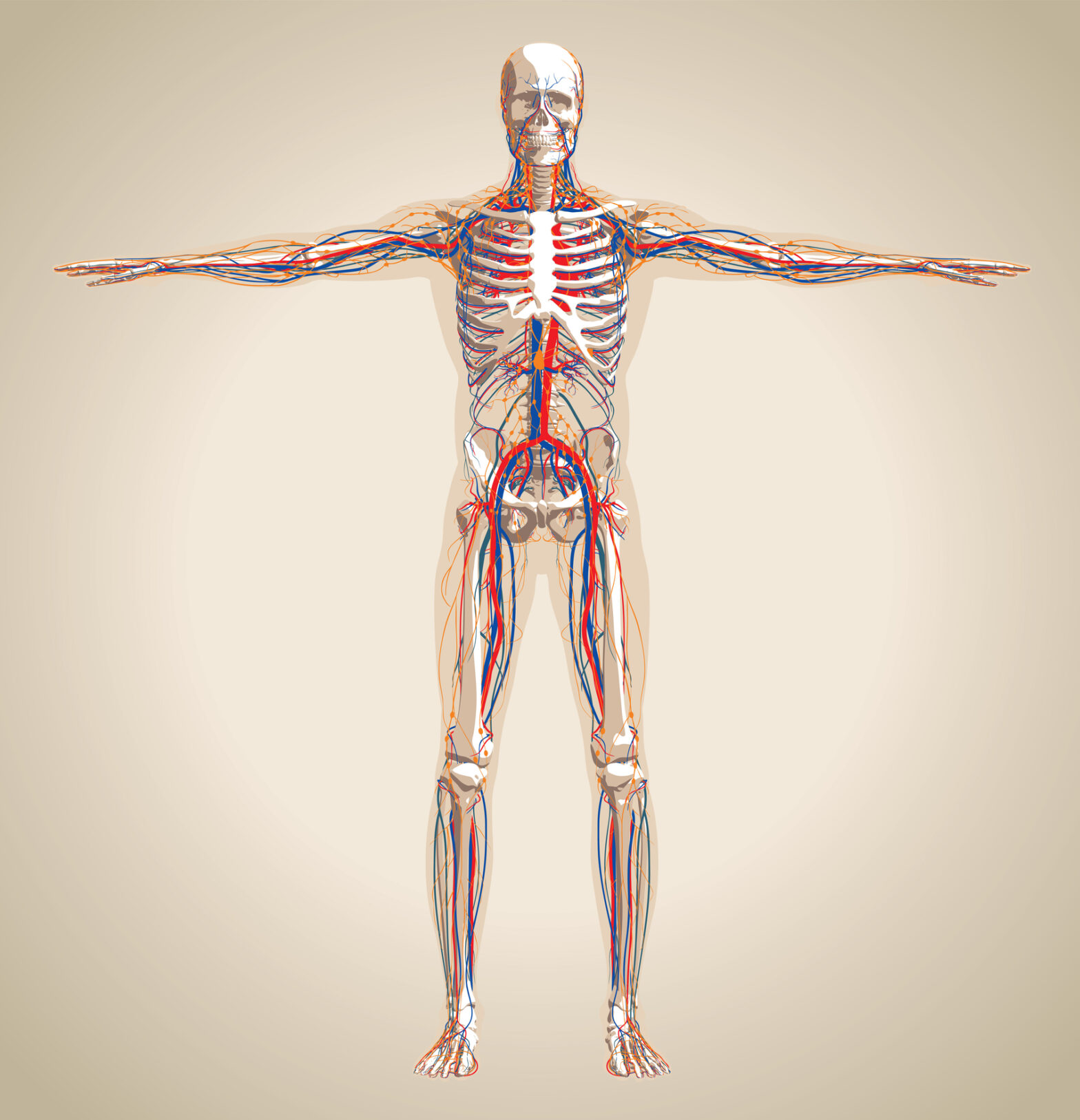 Featured image for post: Our Circulatory System and Nervous System We could not live without them!